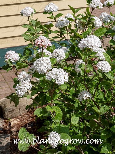 Compact Carlessi Viburnum (Viburnum carlesii compactum)